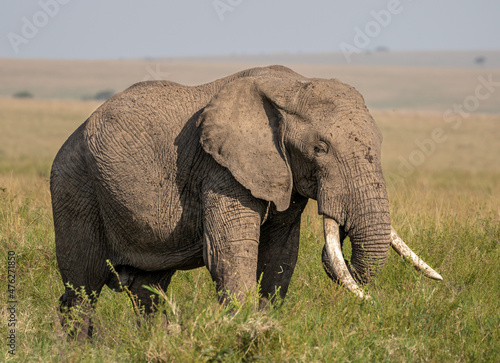 African elephants of Maasai Mara National Reserve, Kenya