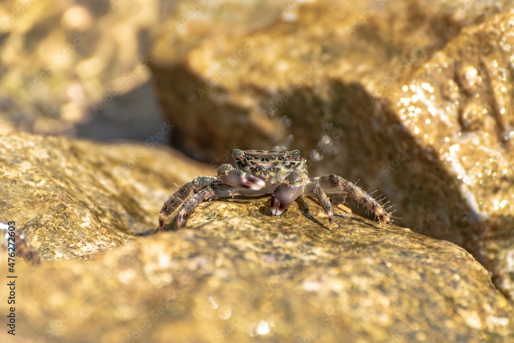 Characteristic specimen of Mediterranean crab on rocks Characteristic specimen of Mediterranean crab on rocks