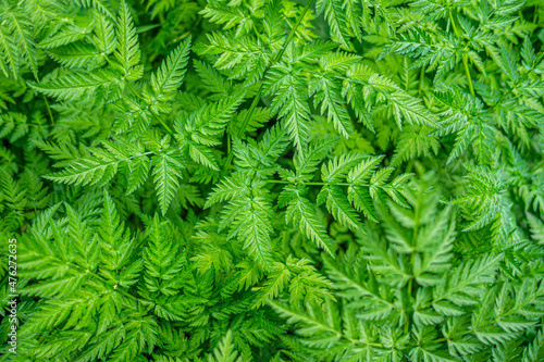 abstract floral background of snyt grass  aegopodium podagraria  in the garden close up