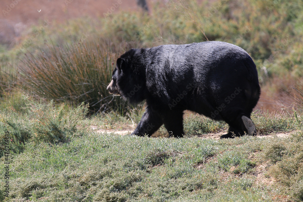 Fototapeta premium black bear