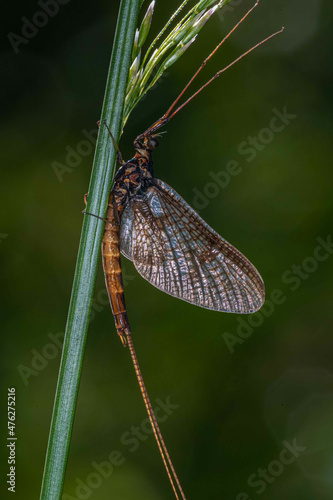 Vertical closeup shot of a mayfly on a green straw photo