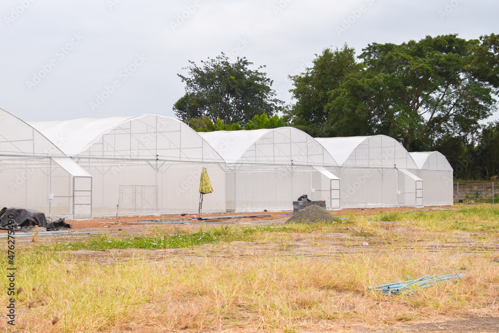 Greenhouse for growing cannabis in a closed system. Greenhouse for growing cannabis in a closed system.
