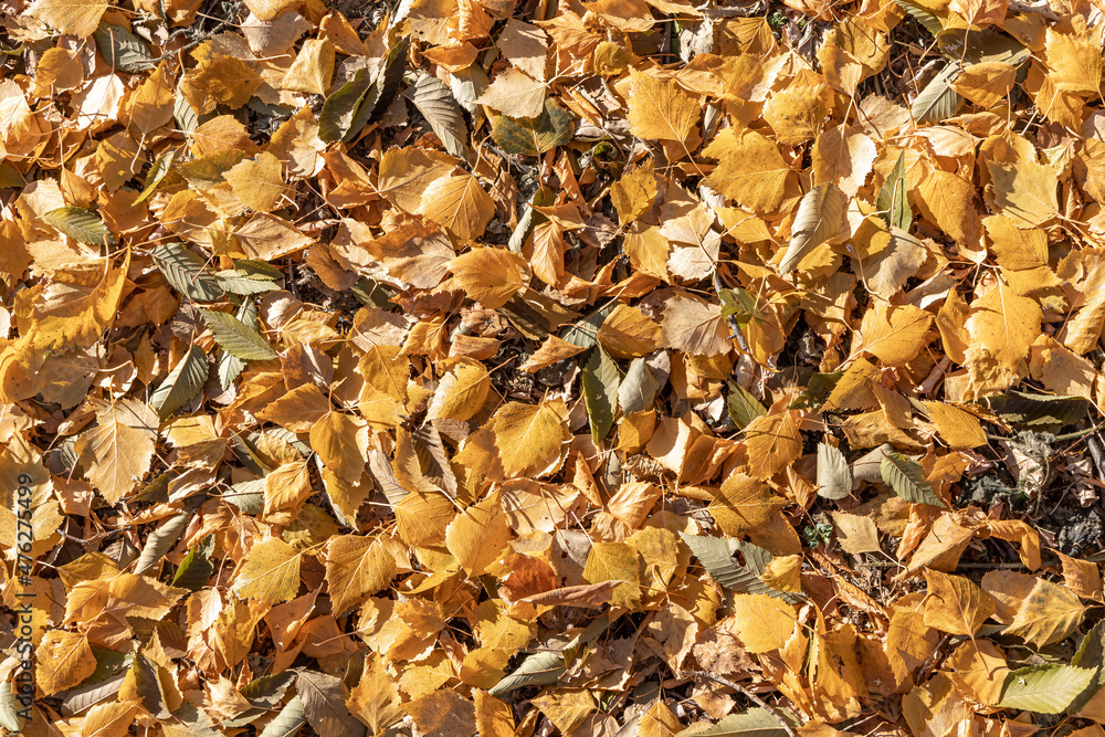 Beautiful texture of dry brown and yellow fall leaves is in the park Beautiful texture of dry brown and yellow fall leaves is in the park