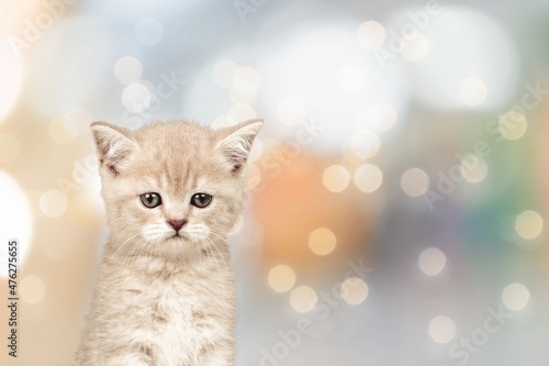 Cute domestic kitten with Christmas light on the background