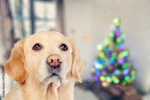 Portrait of young domestic puppy posing against Christmas background.