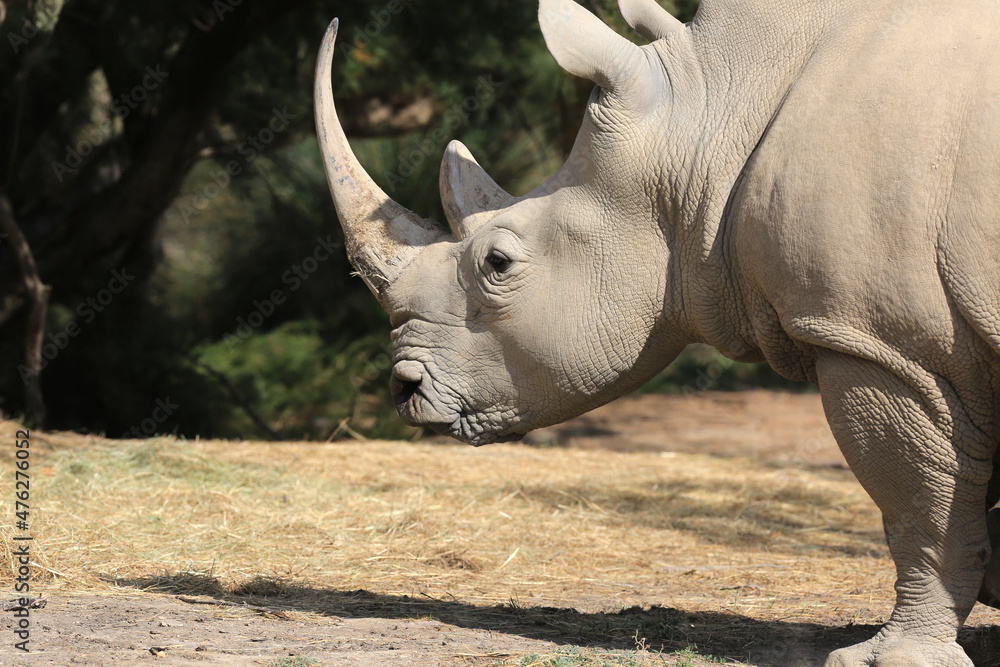 Fototapeta premium Rhynos