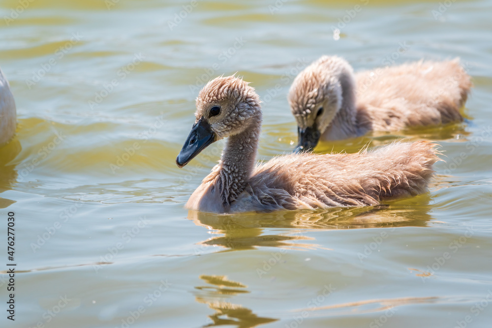 Beautiful baby cygnet mute swan fluffy grey and white chicks. Springtime new born wild swans birds in pond. Young swans swmming in a lake.