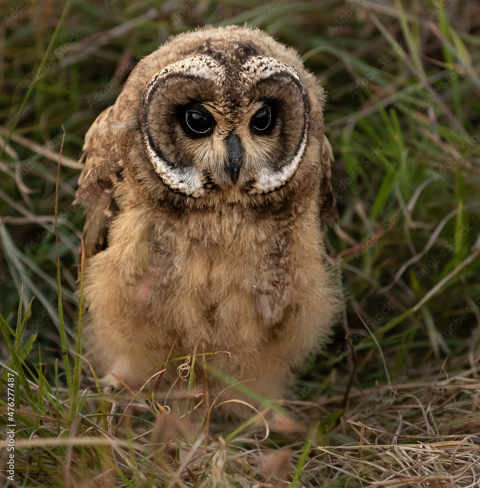 Obraz premium Rare Sighting of a Marsh Owl Family with Chicks in the Maasai Mara National Reserve, Kenya