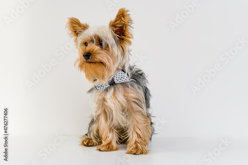 Unshorn york terrier full length portrait isolated on white. Stylish dog with a bow on the neck