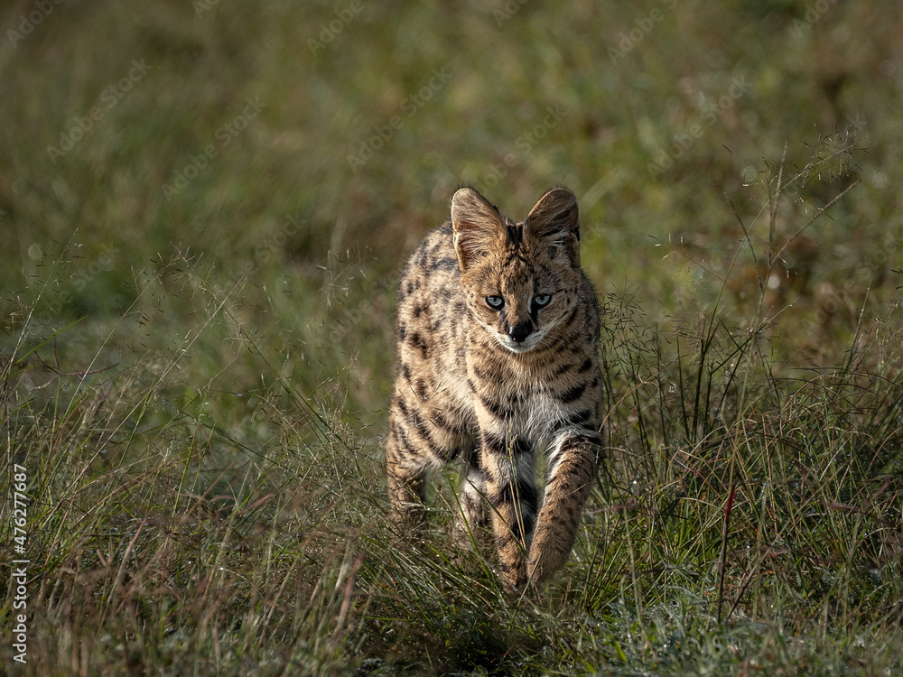 Ταπετσαρία Serval Cat, very elusive and shy little cat