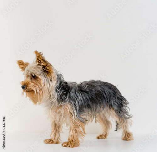 Unshorn york terrier full length portrait isolated on white with copy space. Dog grooming banner background concept