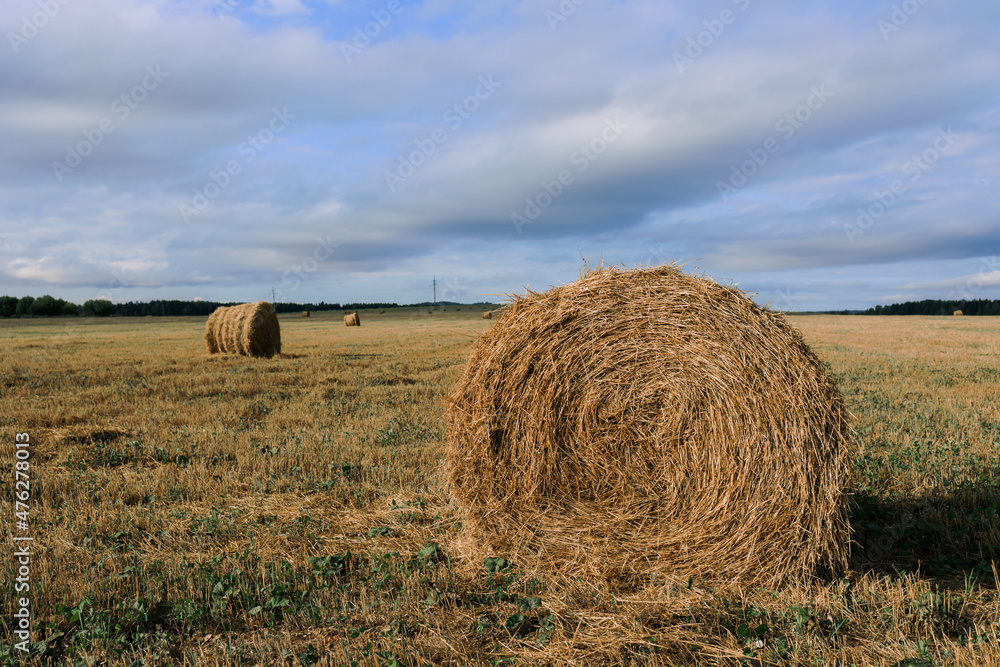 Haystacks gathered in a circle on a large field. A clear summer day, with a house in the background.