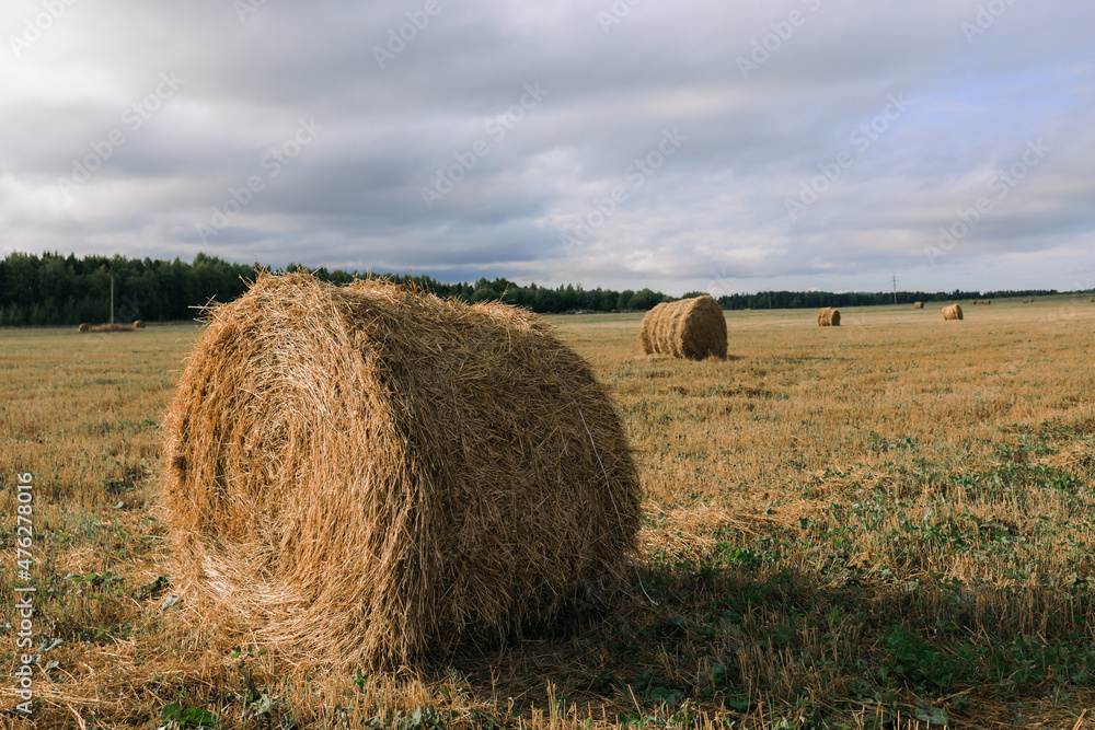Haystacks gathered in a circle on a large field. A clear summer day, with a house in the background.