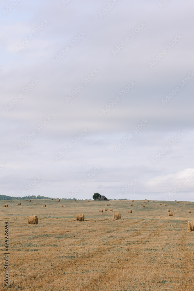 Haystacks gathered in a circle on a large field. A clear summer day, with a house in the background. Haystacks gathered in a circle on a large field. A clear summer day, with a house in the background.