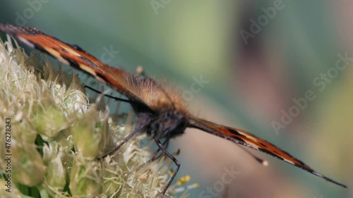 Butterfly taking nectar and pollinating a plant photo