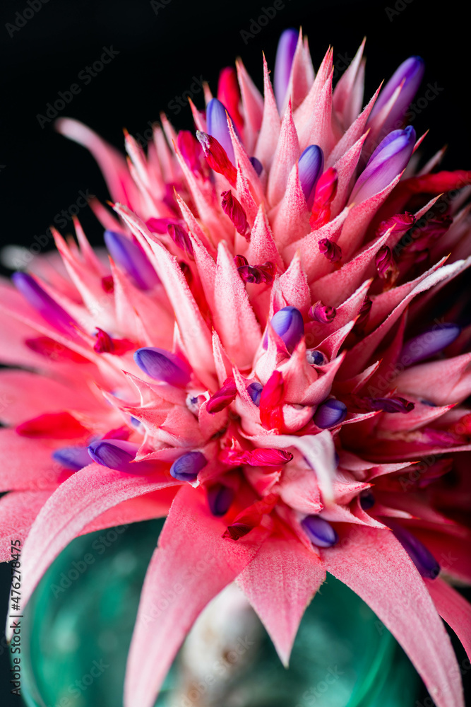 Close up of Pink Bromeliad Flower Close up of Pink Bromeliad Flower