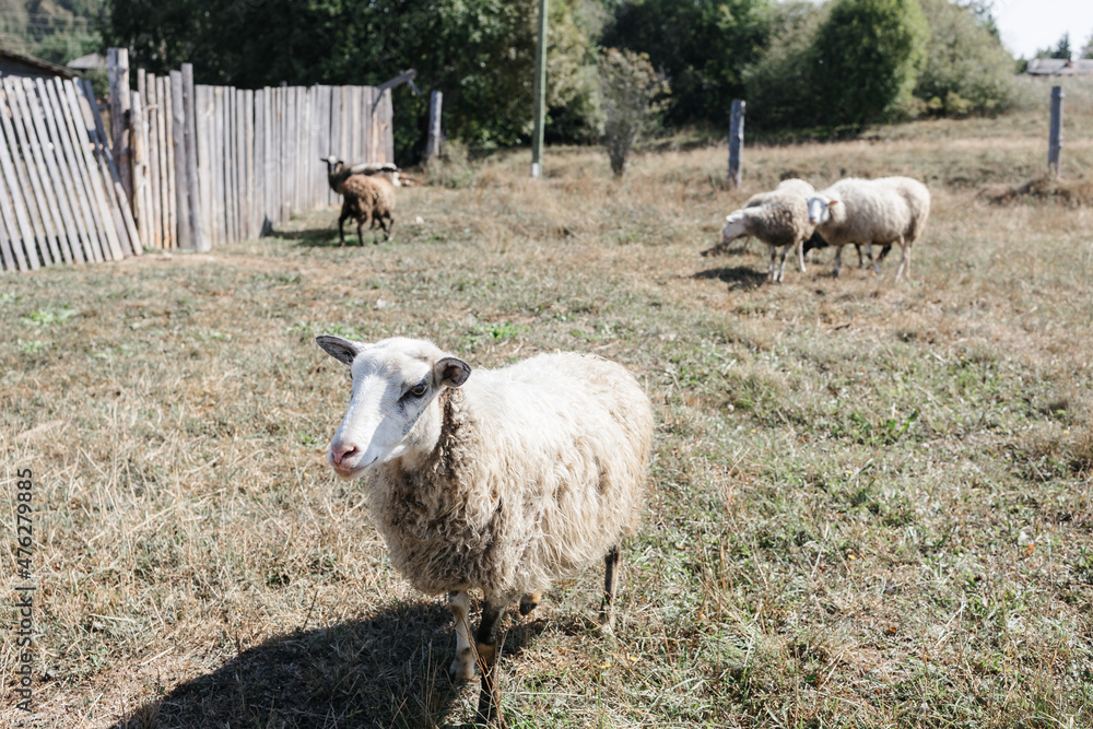 Obraz premium A few sheep and lambs graze during the day. The village and the Ural nature.