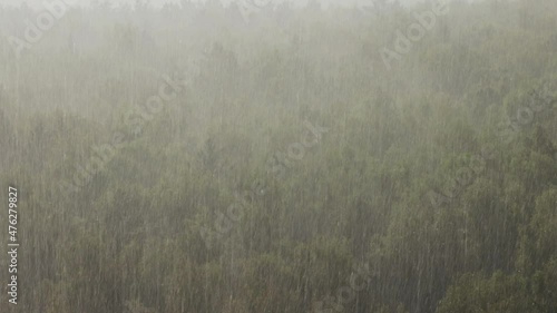 Downpour in birch forest in summer photo