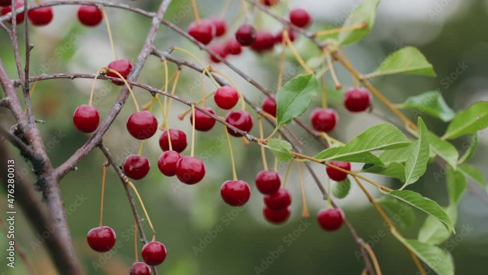 Cherry on branches in the garden Cherry on branches in the garden