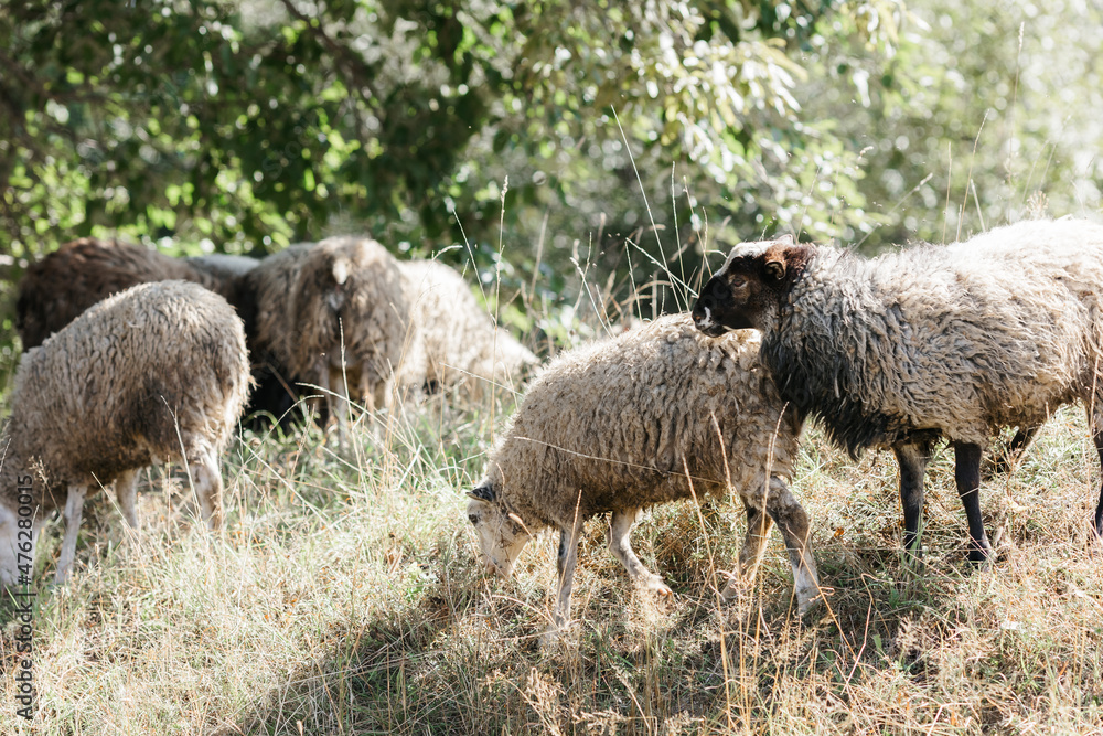 sheep breed. A few sheep and lambs graze on a summer day. sheep breed. A few sheep and lambs graze on a summer day.