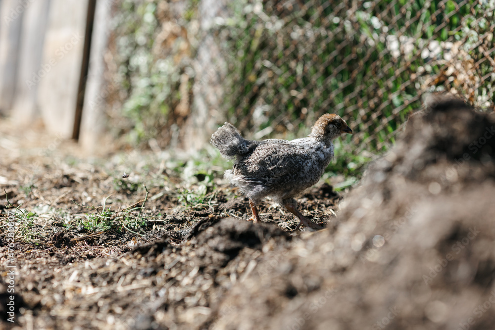 Chickens on a farm on a sunny day. Chickens in the house. A chicken in a chicken coop. Chickens on a farm on a sunny day Chickens on a farm on a sunny day. Chickens in the house. A chicken in a chicken coop. Chickens on a farm on a sunny day