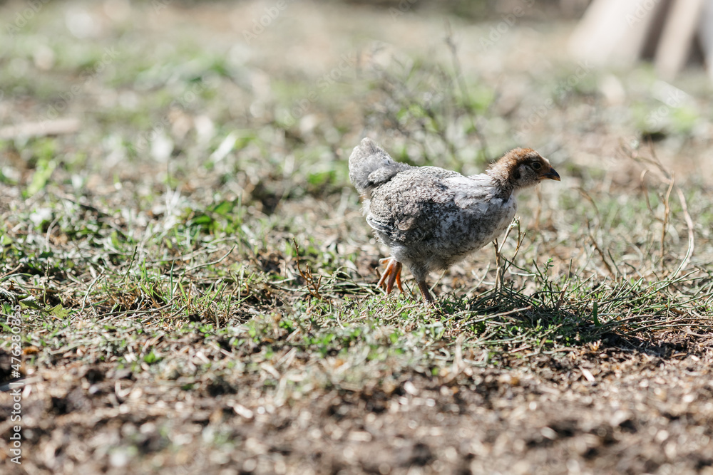 Chickens on a farm on a sunny day. Chickens in the house. A chicken in a chicken coop. Chickens on a farm on a sunny day Chickens on a farm on a sunny day. Chickens in the house. A chicken in a chicken coop. Chickens on a farm on a sunny day