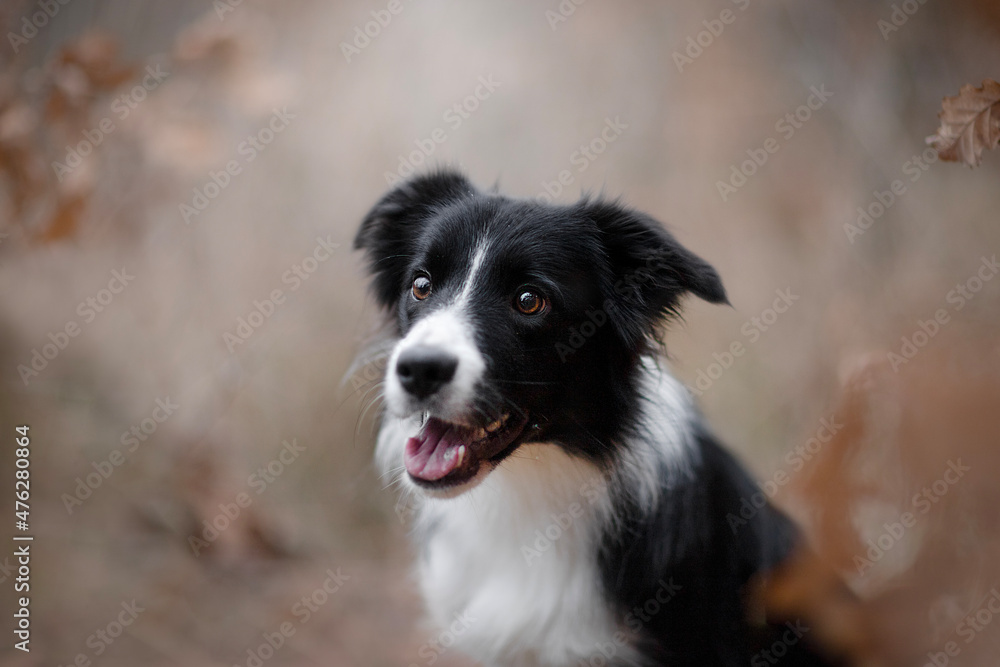 Black and white border collie portrait of head in autumn time