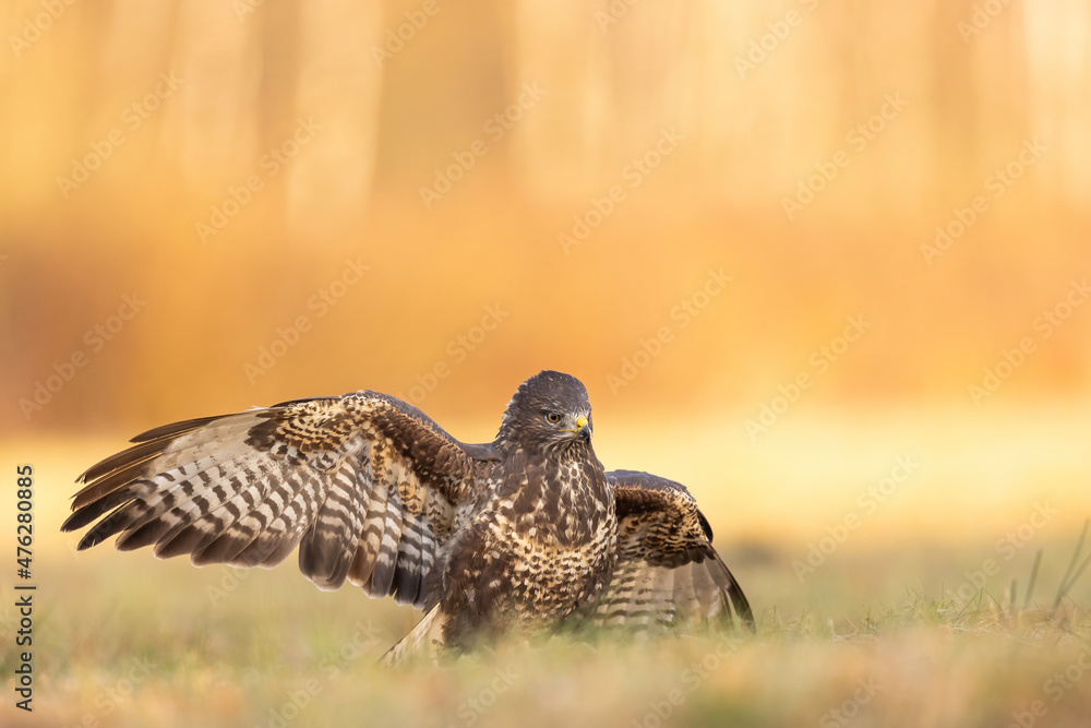 Birds - Common Buzzard (Buteo buteo) Birds - Common Buzzard (Buteo buteo)
