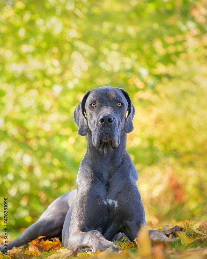 Blue Great Dane, one of the largest dog breeds, male, posing attentively in a meadow with colourful background in autumn, Germany 