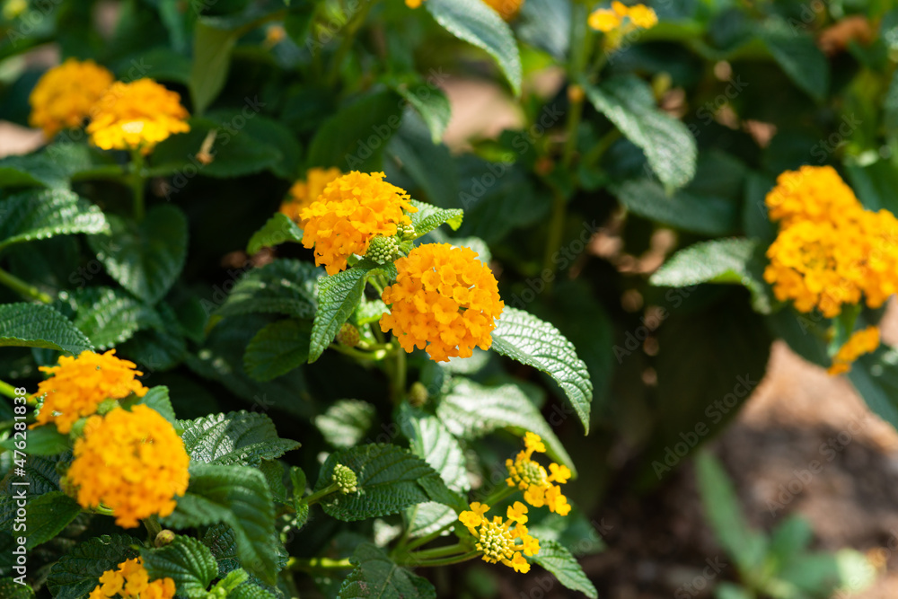 blume gelb strauch blume gelb strauch
