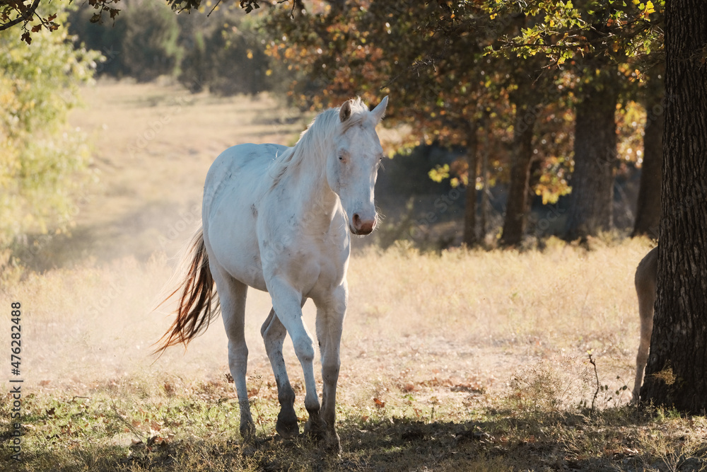 Young white horse in Texas farm field during autumn season. Young white horse in Texas farm field during autumn season.