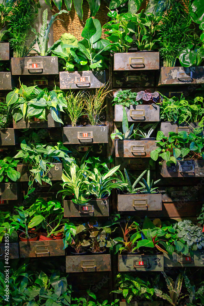 boxes filled with plants in a store for sale