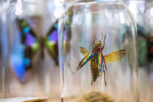 closeup of an insect in a glass jar in a store © Benjamin