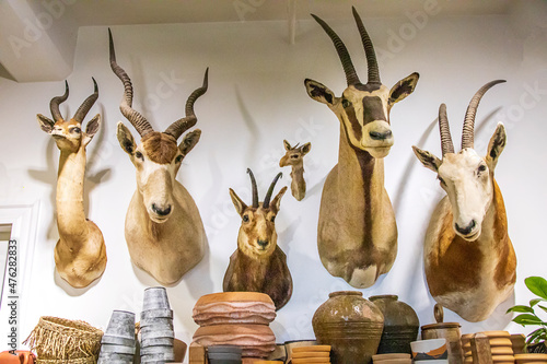 stuffed animal heads on a wall in a store