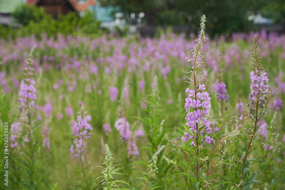 Pink flowers of cypress,Epilobium or Chamerion narrow-leaved, in flower ivan-tea. High quality photo Pink flowers of cypress,Epilobium or Chamerion narrow-leaved, in flower ivan-tea. High quality photo