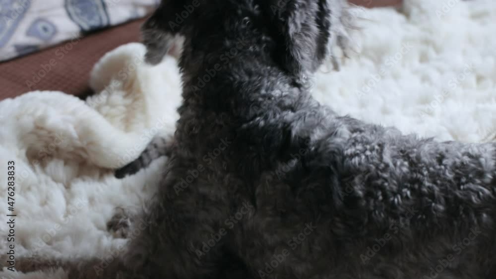 Dog playing with small kitten Dog playing with small kitten