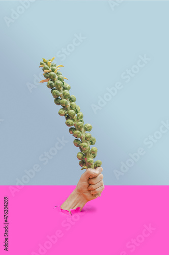 Abstract vegan concept. Man hand hold fresh organic brussel sprouts stem. Minimal blue and purple background.