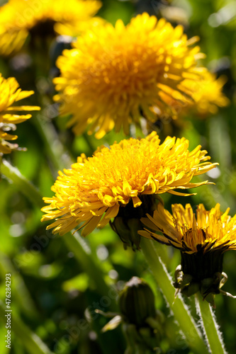 a field with yellow blooming dandelions in the spring season