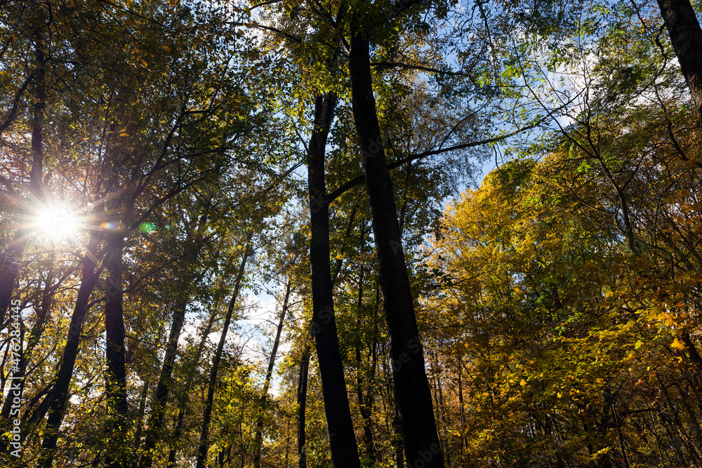 Fototapeta premium deciduous trees during leaf fall in autumn