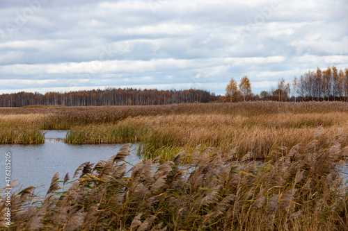 dry grass in a swampy area in the autumn season