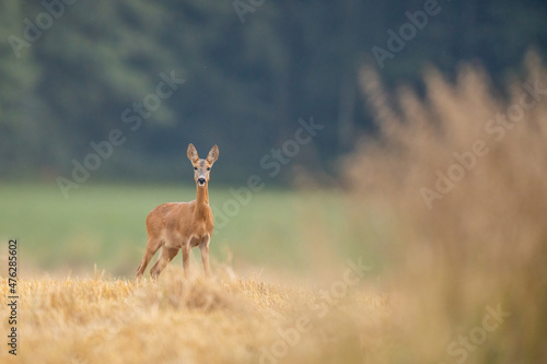 Fototapeta Naklejka Na Ścianę i Meble -  Roebuck (Capreolus capreolus) Roe deer
