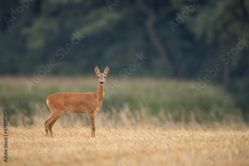 Roebuck (Capreolus capreolus) Roe deer