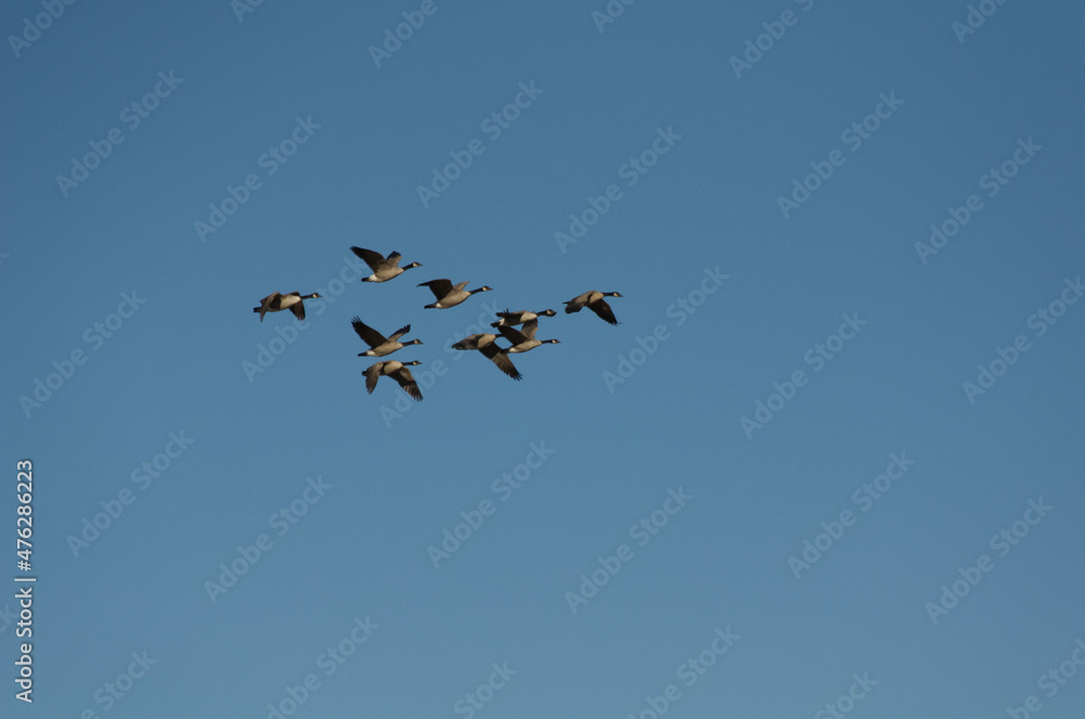 A Flock of Geese Flying in the Blue Sky