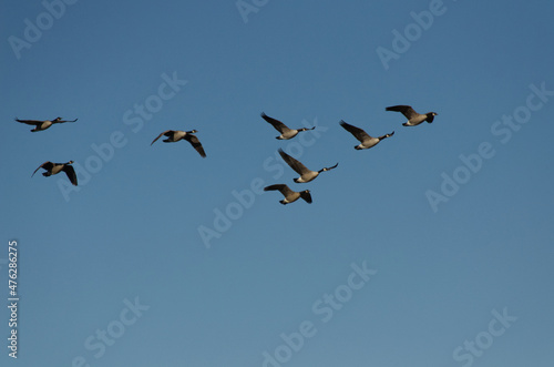 A Flock of Geese Flying in the Blue Sky
