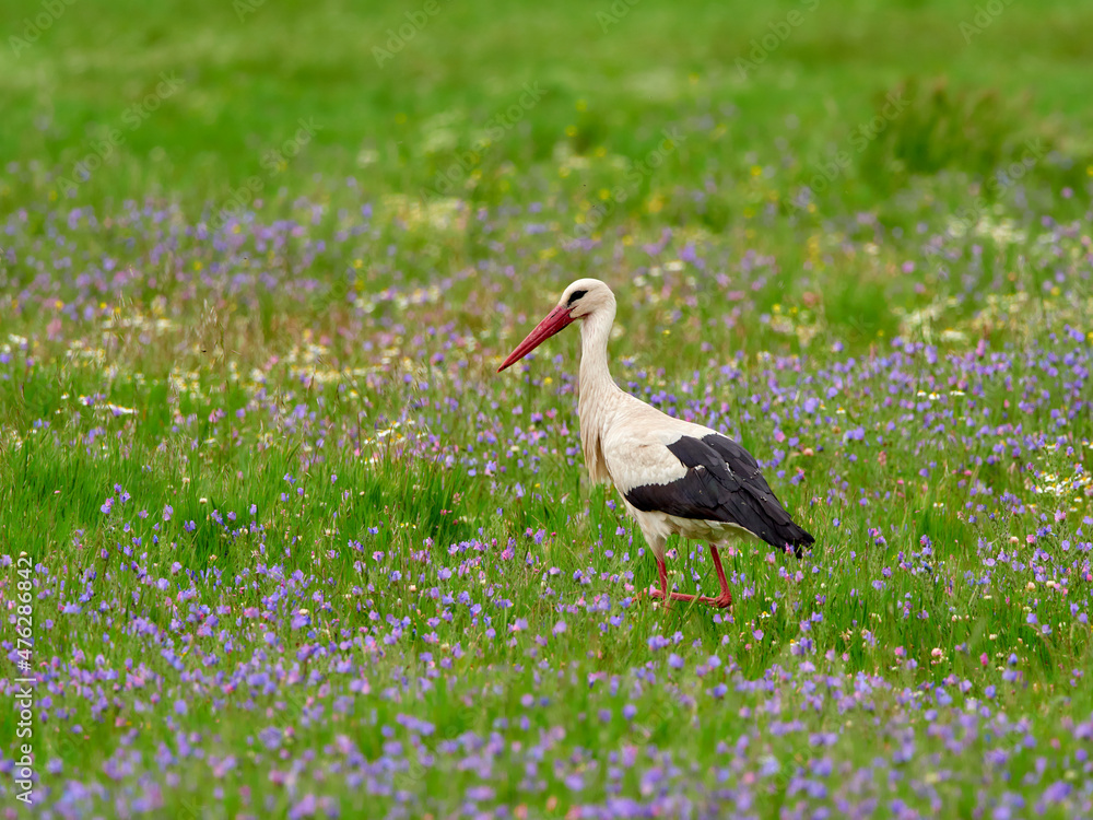 stork among the purple flowers on Lesvos In Greece stork among the purple flowers on Lesvos In Greece