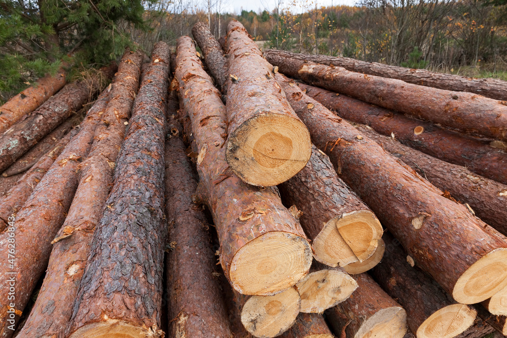 wood harvesting in the forest