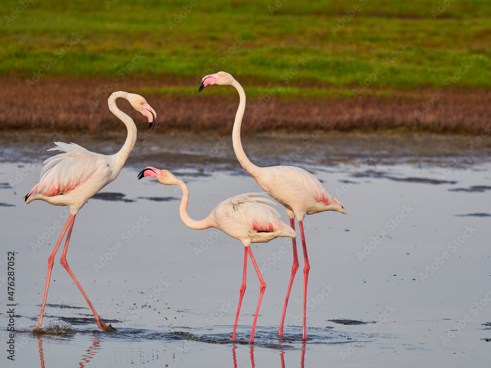 flamingos on Lesvos in Greece