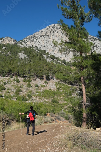 ridge, green and forest view