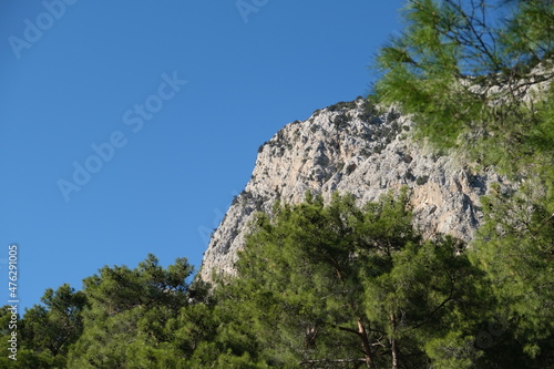 pine tree on a cliff