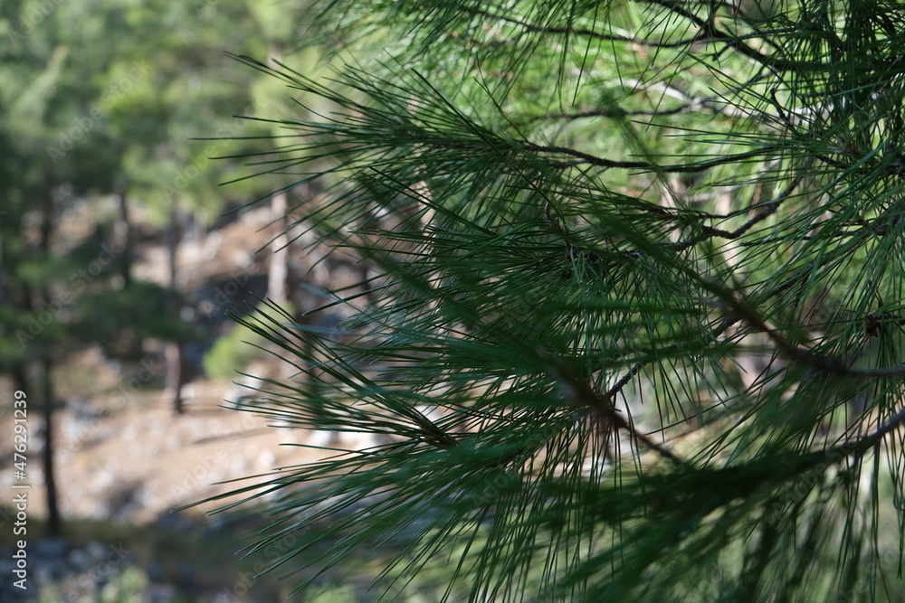 Obraz premium pine tree branches